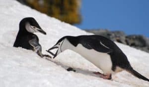 chinstrap-penguins-brown-bluff-antarctic-peninsula-alex-burridge