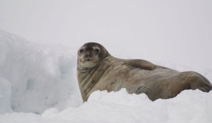 Weddell Seal